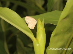Jamides alecto dromicus