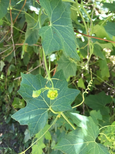 White bryony (Bryonia alba)