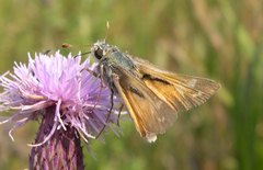 Hesperia assiniboia