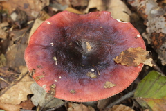 Russula atropurpurea