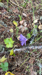 Dichelostemma congestum