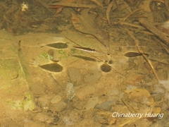 Aquarius elongatus