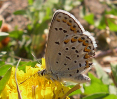 Plebejus idas atrapraetextus