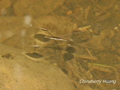 Aquarius elongatus