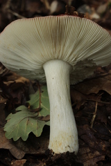 Russula atropurpurea