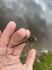 Phanogomphus borealis