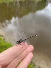 Phanogomphus borealis