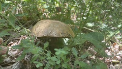 Boletus aereus