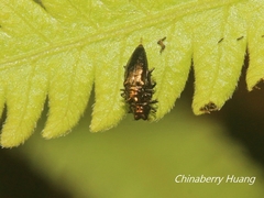 Endelus sauteri