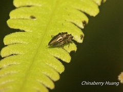 Endelus sauteri