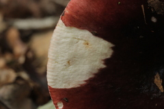 Russula atropurpurea
