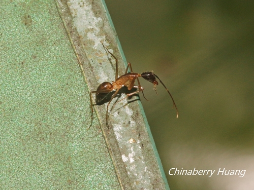 矛巨山蟻Camponotus carin tipunus