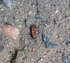 Pyrrhocoris apterus