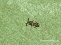 Teleopsis quadriguttata