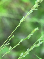 Poaceae