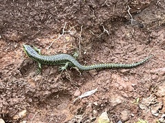 Abronia monticola