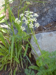 Ligusticum grayi