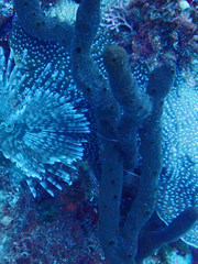 Amphimedon compressa