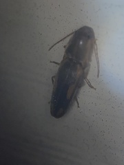 Conoderus vespertinus