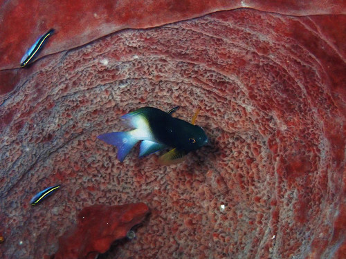 Bicolour damselfish
