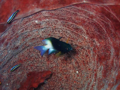Bicolour damselfish