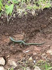 Abronia monticola
