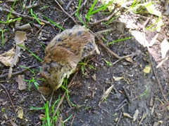 Clethrionomys glareolus