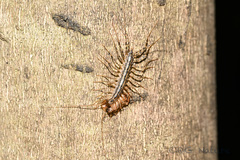 Thereuonema tuberculata