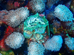 Discosoma carlgreni