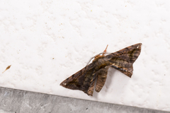 Prismosticta fenestrata