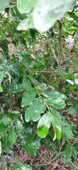 Polyalthia suberosa