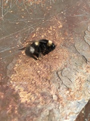 Bombus cryptarum
