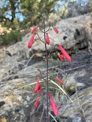 Penstemon barbatus torreyi