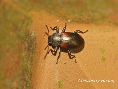 Plamius quadrinotatus