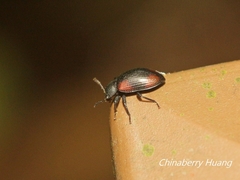 Plamius quadrinotatus