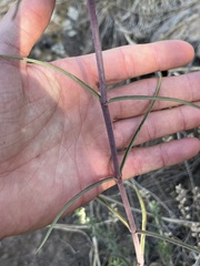 Penstemon barbatus torreyi