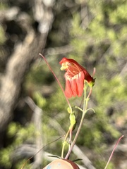 Penstemon barbatus torreyi