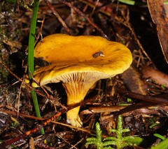 Austropaxillus