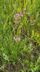 Astragalus macropus