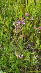 Astragalus macropus
