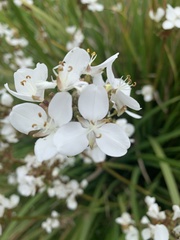 Libertia chilensis