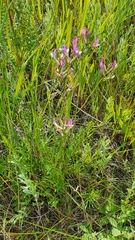Astragalus macropus