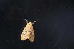 Huangilene kutzscheri