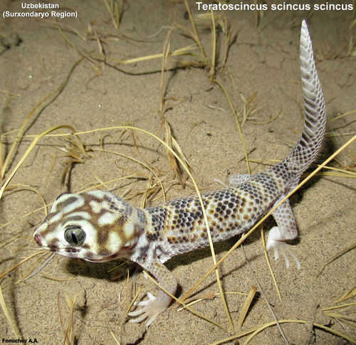 Common Wonder Gecko