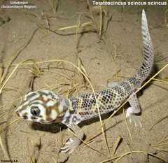 Teratoscincus scincus