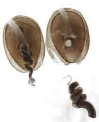 Phacophallus parumpunctatus