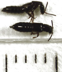 Phacophallus parumpunctatus