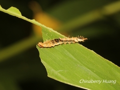 Drapetodes mitaria