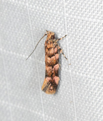 Macrobathra rubicundella