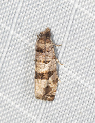 Lobesia peltophora